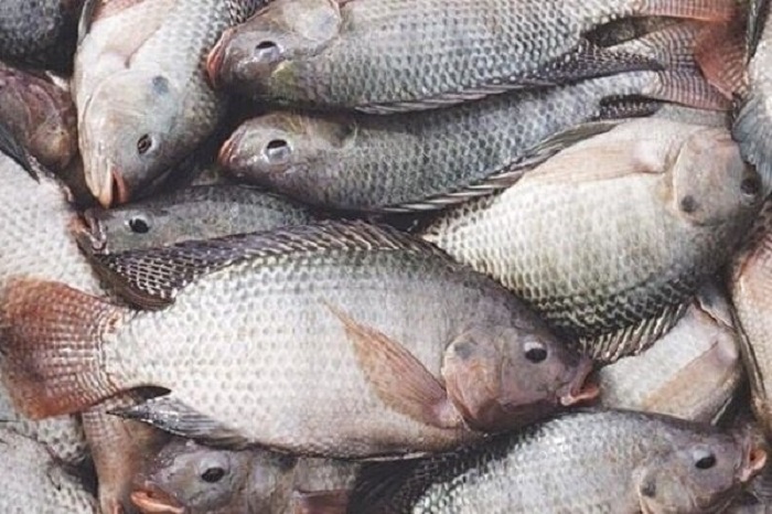 ایجاد شهرک پایلوت کشوری پرورش ماهی تیلاپیا در بافق