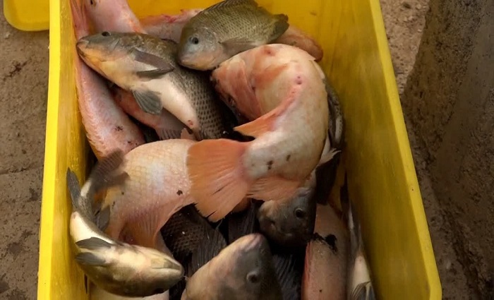 برداشت ۵۰۰ تن ماهی تیلاپیا در استان یزد تا پایان سال